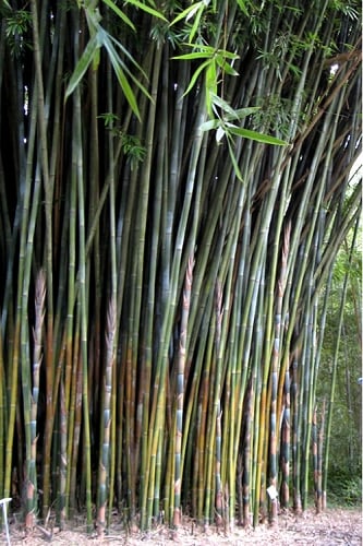 Giant Weavers Royal Bamboo (Wong Chuk) - Bambusa textilis 'Kanapaha' - 3 Gallon Pot