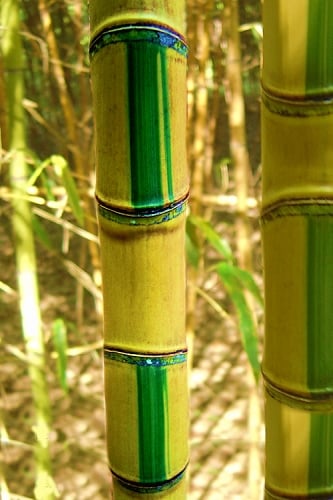 Koi Golden Bamboo (Phyllostachys aurea 'Koi') - 3 Gallon Pot (2-4')