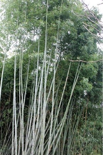 Black Stripe Bamboo - Phyllostachys nigra Megurochiku - 3 Gallon Pot