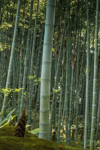 Moso Giant Bamboo (Phyllostachys edulis 'Moso') - 3 Gallon Pot (2-4')