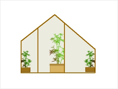Indoor Bamboo
