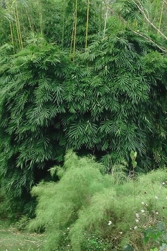 Dwarf Weavers Bamboo - Bambusa textilis 'RG Dwarf' - 2 Gallon Pot