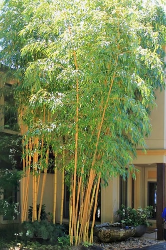 Robert Young Golden Bamboo (Phyllostachys viridis 'Robert Young') - 3 Gallon Pot (4-6'+)