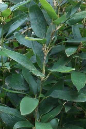 Ruscus Bamboo (Shibataea kumasaca) - 3 Gallon Pot