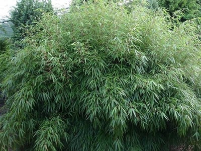 Bamboo Shrubs
