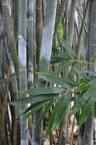 Silk Bamboo - Bambusa textilis 'Glabra' - 2 Gallon Pot