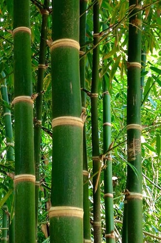 Solid Stem Bamboo - Phyllostachys heteroclada - 3 Gallon Pot (4-6')