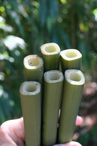 Square Stem Bamboo (Chimonobambusa quadrangularis) - 3 Gallon Pot (2-4')