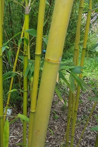 Stone Bamboo - Phyllostachys angusta - 3 Gallon Pot (3-4')