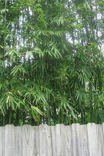 Tonkin Cane Tea Stick Bamboo - Pseudosasa amabilis - 3 Gallon Pot