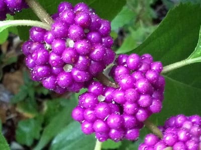 Beautyberry Bushes