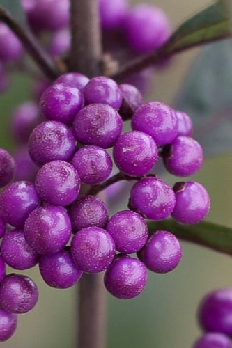 Purple Pearls Beautyberry - Callicarpa - 3 Gallon Pot