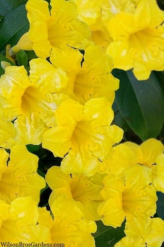 Yellow Crossvine (Bignonia) - 1 Gallon Pot