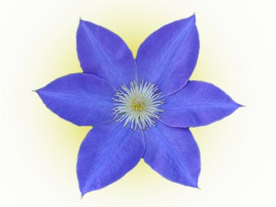 Blue Clematis Varieties