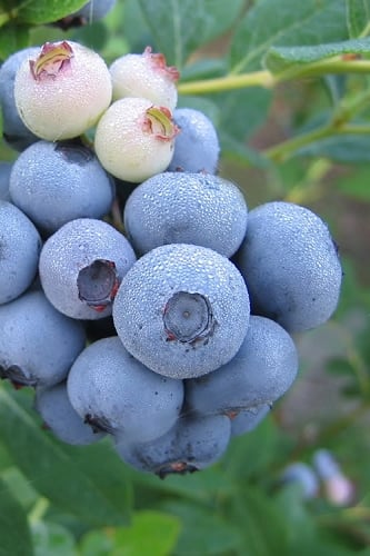 Legacy Highbush Blueberry - 1 Gallon Pot