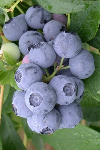 Northern Highbush Blueberry (Vaccinum corymbosum) - 3 Gallon Pot 