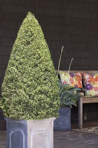 Variegated Boxwood Cone Topiary (Buxus sempervirens 'Variegata') - 3 Gallon Pot