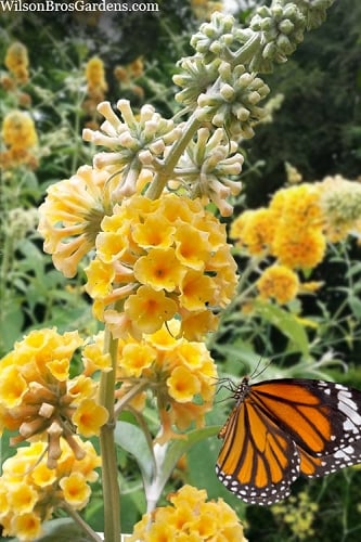 Honeycomb Yellow Butterfly Bush - 3 Gallon Pot
