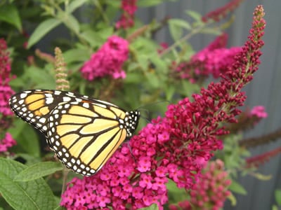 Buddleia | Butterfly Bush