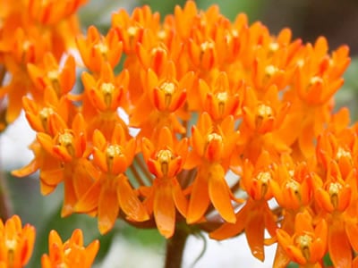 Asclepias | Butterfly Weed