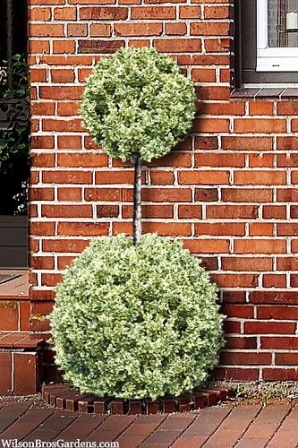 Variegated Boxwood 2-Ball Poodle Tier Topiary - 5 Gallon Pot