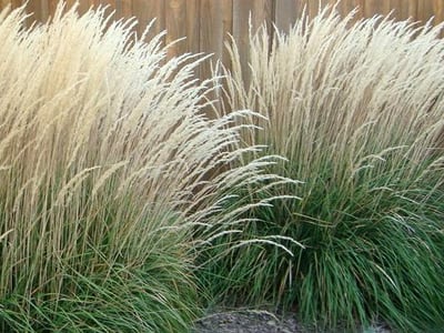 Feather Reed Grasses | Calamagrostis