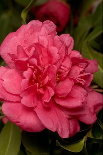 Alabama Beauty Camellia Sasanqua - 2.5 Quart Pot