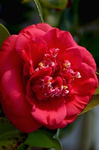April Tryst Camellia Japonica - 3 Gallon Pot