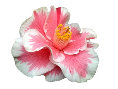 Bicolor | Multicolor Camellias