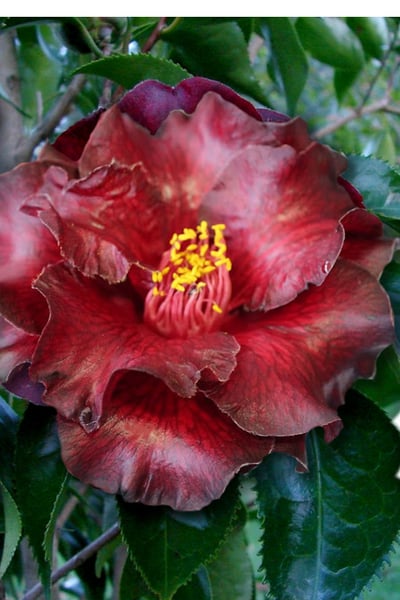 Black Magic Camellia Japonica - 7 Gallon Pot (2-3')