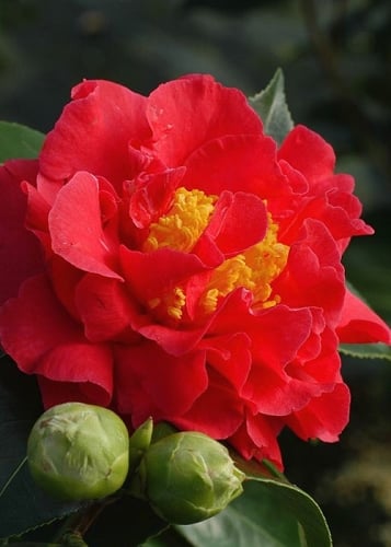 Blood of China Fragrant Red Camellia Japonica - 3 Gallon Pot