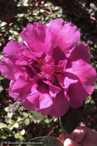 Bonanza Purple Camellia Sasanqua - 3 Gallon Pot