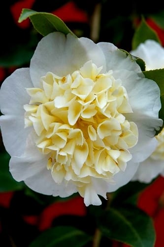Brushfield Yellow Camellia Japonica - 3 Gallon Pot
