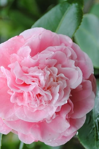Debutante Pink Camellia Japonica - 3 Gallon Pot