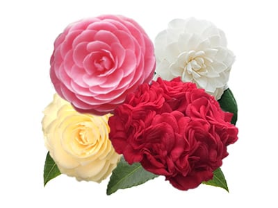 Camellias With Double Flowers