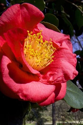Greensboro Red Camellia Japonica - 1 Gallon Pot