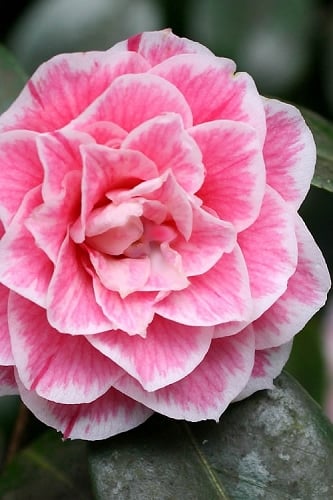 Brilliant Gem Fragrant Camellia Japonica - Herme - 3 Gallon Pot