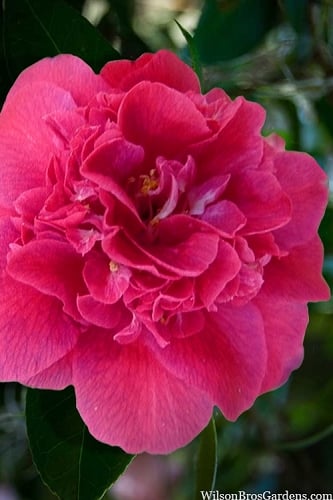 Roosevelt Blues Camellia Japonica  - 3 Gallon Pot