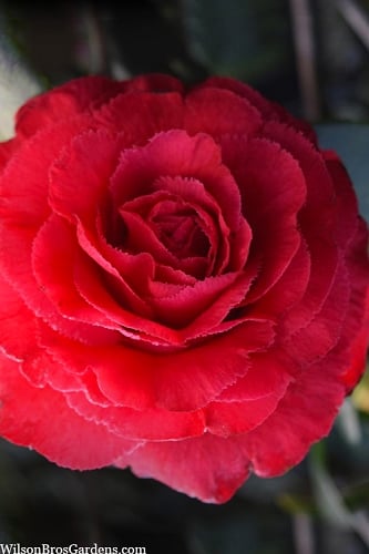Rosea Superba Red Camellia - 3 Gallon Pot 