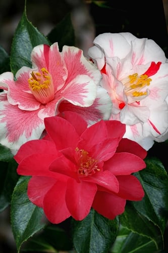 Lady Vansittart Multicolor Camellia Japonica - 3 Gallon Pot