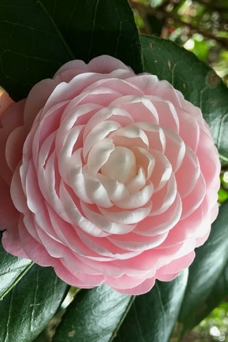 Pink Perfection Camellia Japonica - 7 Gallon Pot (3-4')