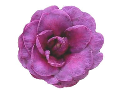 Purple Camellias