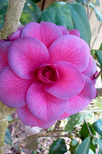 Purple Dawn Camellia Japonica  - 3 Gallon Pot