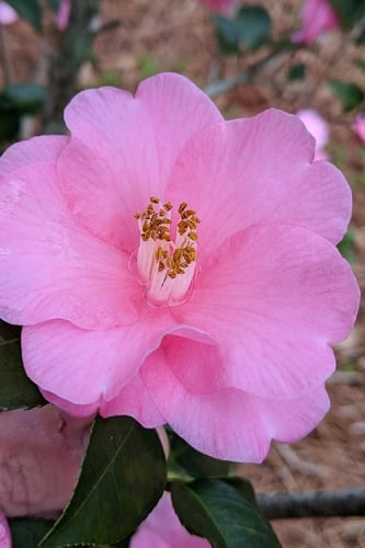 Spring Awakening Fragrant Camellia Hybrid - 3 Gallon Pot