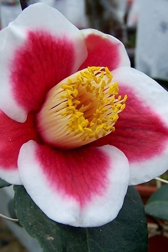 Tama no Ura Weeping Camellia Japonica - 1 Gallon Pot 