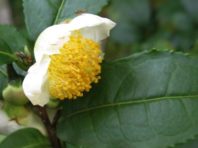 Camellia sinensis | Tea Plant 