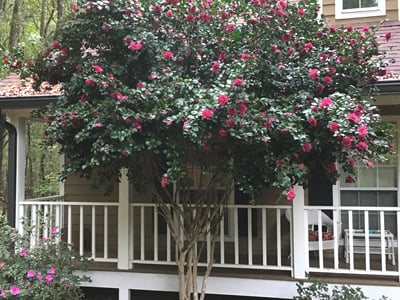 Camellia Trees