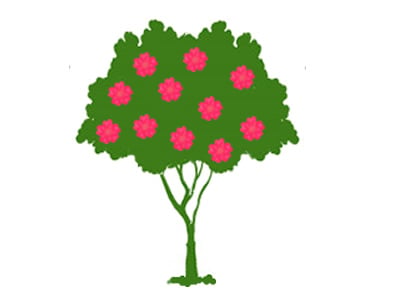 Tree Camellias