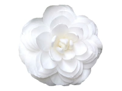 White Camellias