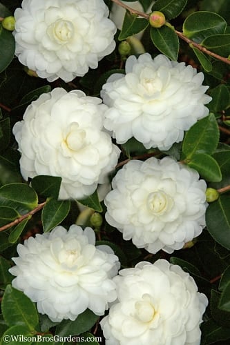 October Magic White Shishi Gashira Dwarf Camellia Sasanqua - 3 Gallon Pot